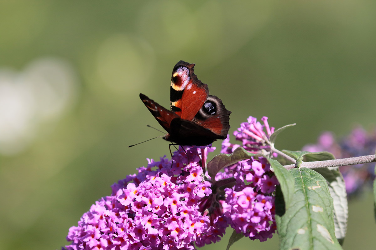 Dagpauwoog in tuin in Ridderkerk